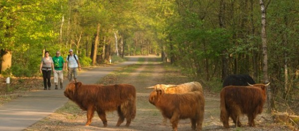 02 Excursie Bosomvorming Herperduin