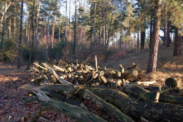 42 Bosomvorming in Herperduin