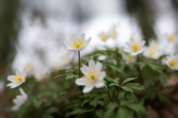 natuurfotografie (beginners en gevorderden)