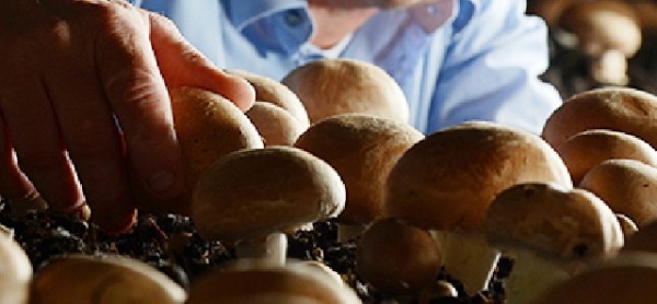 30 Bezichtiging het Paddenstoelenhuis