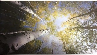 43 Natuurbegraafplaats Maashorst