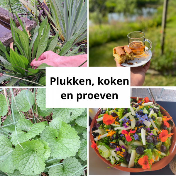 29. (Wild)pluk wandeling in voedselbos met zelfgemaakte lunch